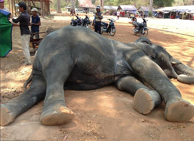 [视频]柬埔寨一大象因长期载客热衰竭而死