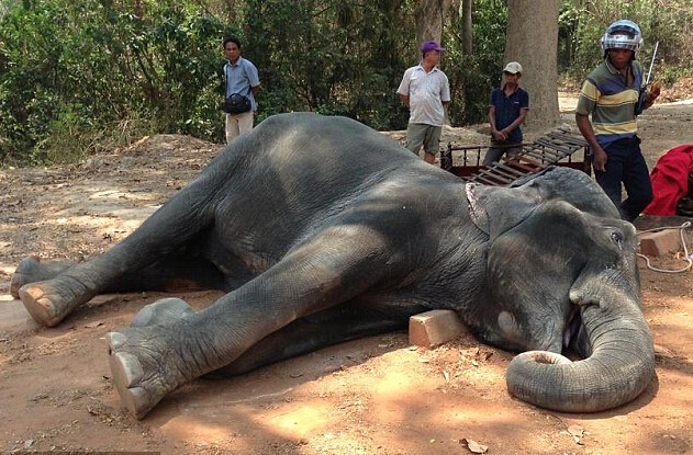[视频]柬埔寨一大象因长期载客热衰竭而死