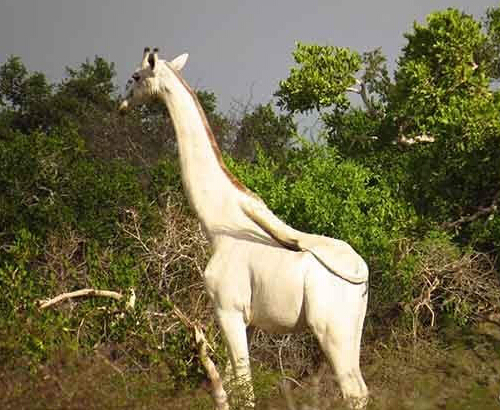 [视频]非洲现罕见白色长颈鹿 仙气十足