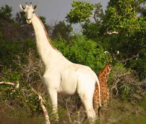 [视频]非洲现罕见白色长颈鹿 仙气十足