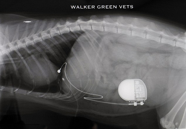 [视频]英国兽医专家组团为虎斑猫安装心脏起搏器