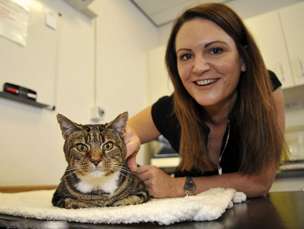 [视频]英国兽医专家组团为虎斑猫安装心脏起搏器