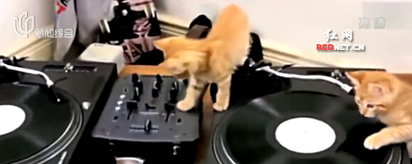 [视频]超萌小猫咪调皮打碟 有模有样有范儿够潮