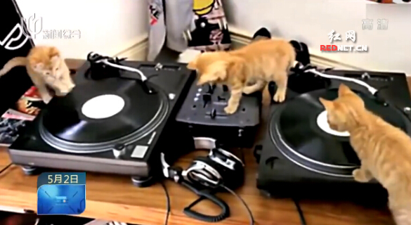 [视频]超萌小猫咪调皮打碟 有模有样有范儿够潮