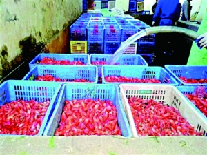 [视频]食品厂回收死虾加工成虾仁 负责人：它没死只是脑死亡