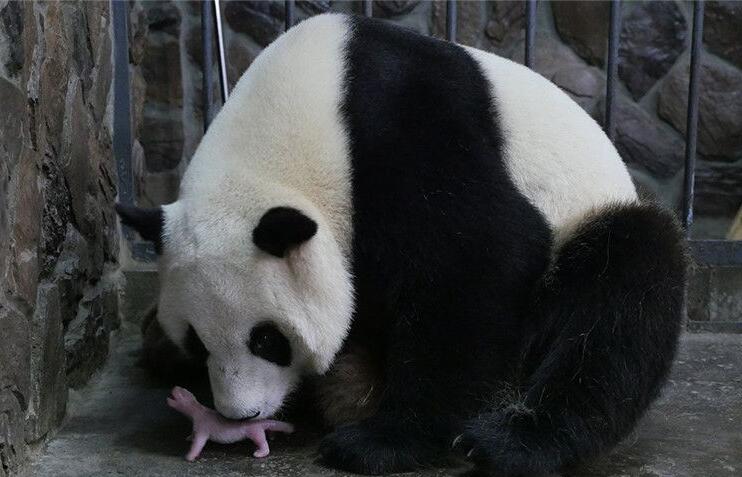 [视频]2016年全球首只新生大熊猫“爱浜”幼仔猝死