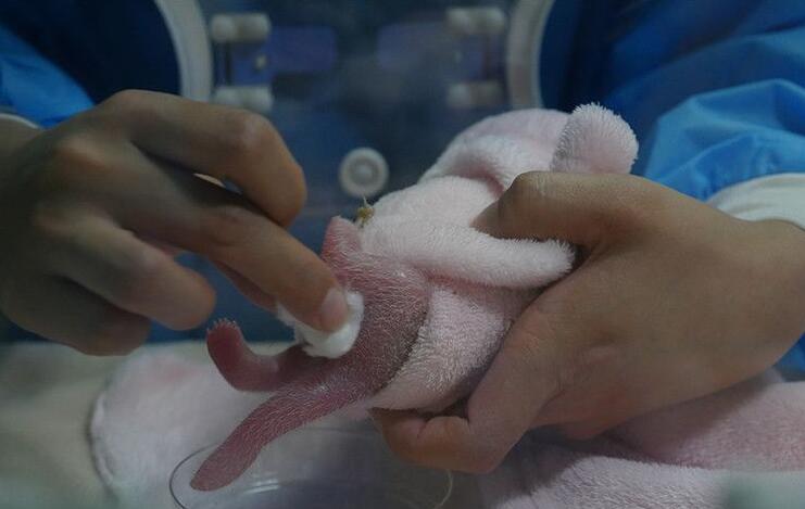 [视频]2016年全球首只新生大熊猫“爱浜”幼仔猝死