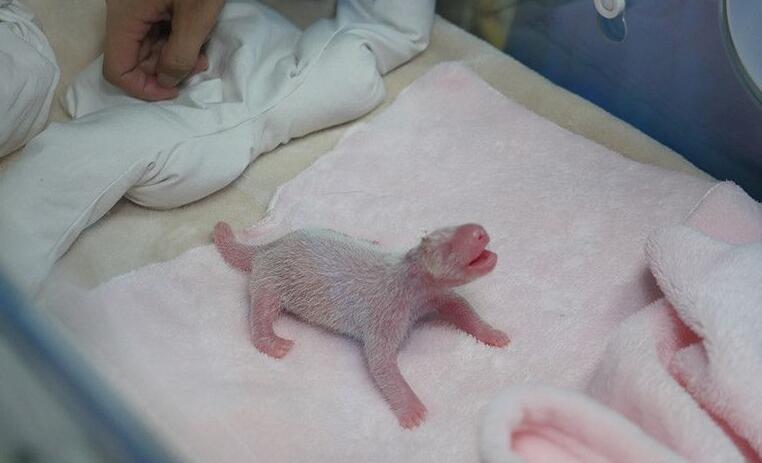 [视频]2016年全球首只新生大熊猫“爱浜”幼仔猝死