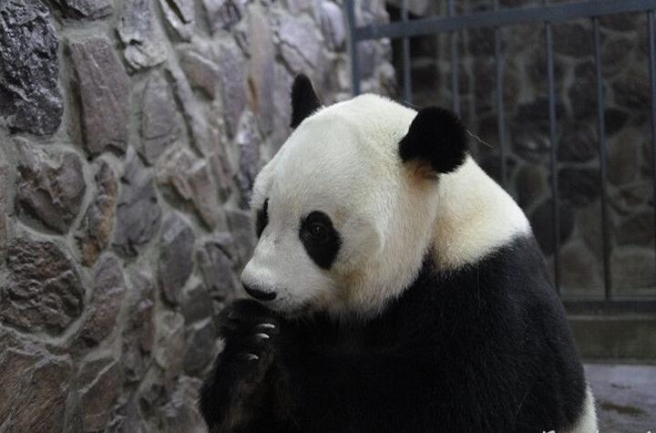 [视频]2016年全球首只新生大熊猫“爱浜”幼仔猝死