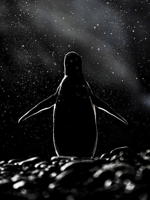 [视频]可顽皮可呆萌！网络最火企鹅摄影一次看个够
