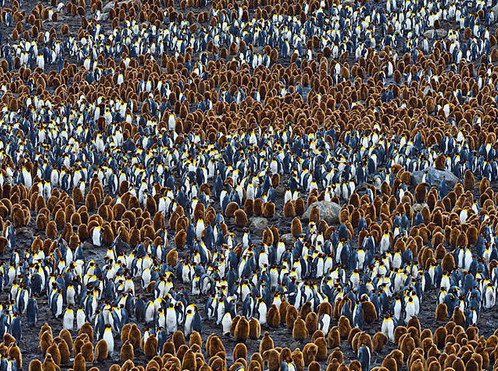 [视频]可顽皮可呆萌！网络最火企鹅摄影一次看个够