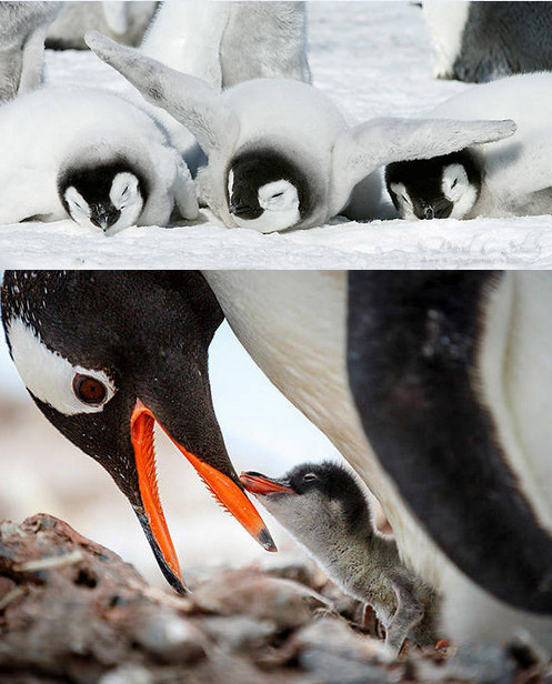 [视频]可顽皮可呆萌！网络最火企鹅摄影一次看个够