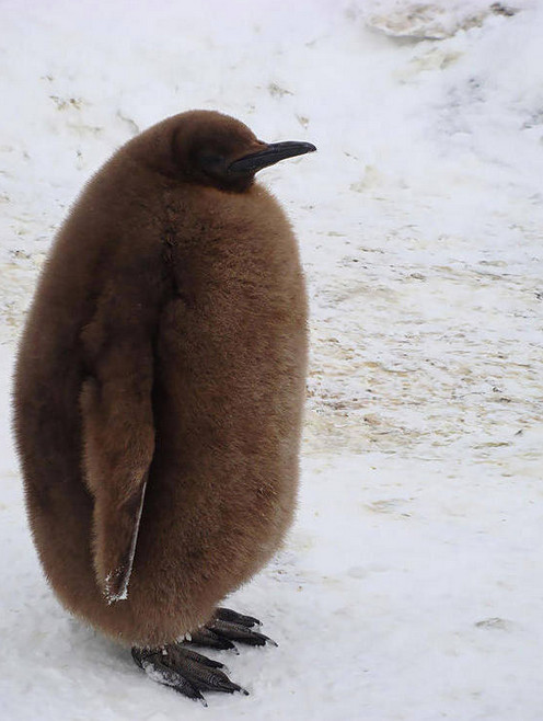 [视频]可顽皮可呆萌！网络最火企鹅摄影一次看个够