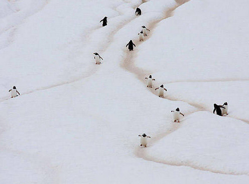 [视频]可顽皮可呆萌！网络最火企鹅摄影一次看个够