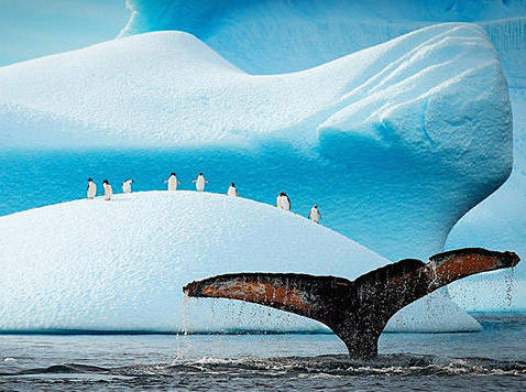 [视频]可顽皮可呆萌！网络最火企鹅摄影一次看个够