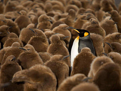 [视频]可顽皮可呆萌！网络最火企鹅摄影一次看个够