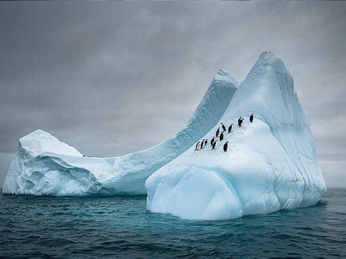 [视频]可顽皮可呆萌！网络最火企鹅摄影一次看个够