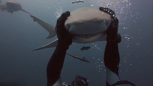 [视频]毫无畏惧零距离接触 这拥抱鲨鱼跟轻抚小狗一样！