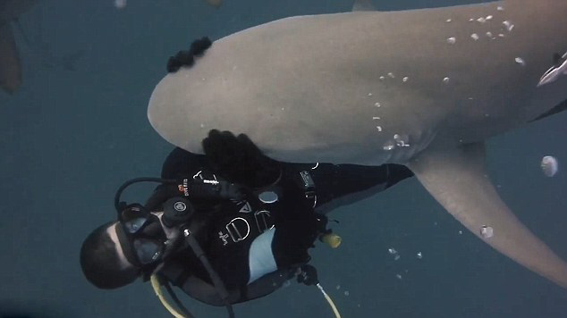 [视频]毫无畏惧零距离接触 这拥抱鲨鱼跟轻抚小狗一样！