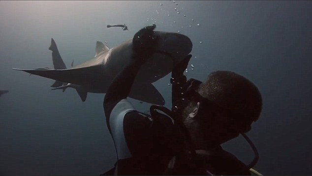 [视频]毫无畏惧零距离接触 这拥抱鲨鱼跟轻抚小狗一样！