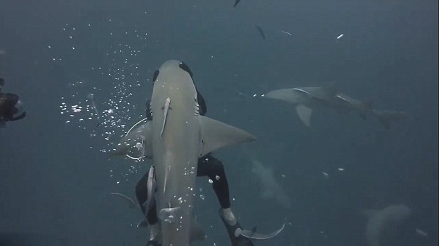 [视频]毫无畏惧零距离接触 这拥抱鲨鱼跟轻抚小狗一样！