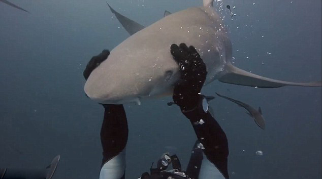 [视频]毫无畏惧零距离接触 这拥抱鲨鱼跟轻抚小狗一样！