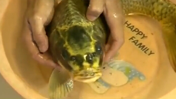 [视频]活捉一只“鲤鱼精”！人面鲤鱼有嘴有鼻子有眼