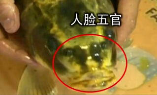[视频]活捉一只“鲤鱼精”！人面鲤鱼有嘴有鼻子有眼