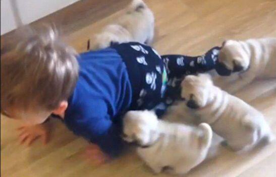 [视频]小宝贝只会爬爬爬 四只狗宝宝误以为是妈妈