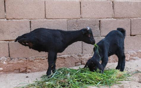 [视频]从蹒跚学步到直立行走：“羊坚强”靠范儿走红