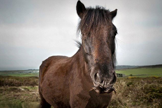 [视频]英国小野马因吃烧焦金雀花“长出”八字胡