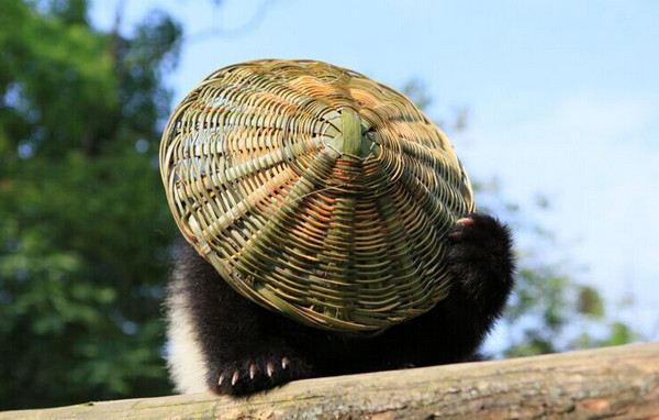 [视频]熊猫宝宝变身功夫熊猫 这个COS给满分不怕你骄傲！