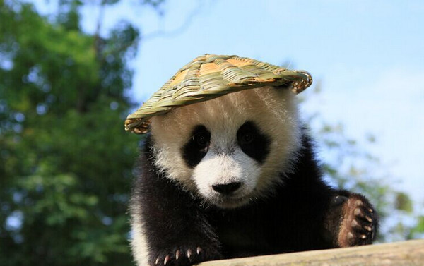 [视频]熊猫宝宝变身功夫熊猫 这个COS给满分不怕你骄傲！