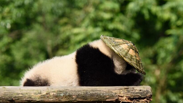 [视频]熊猫宝宝变身功夫熊猫 这个COS给满分不怕你骄傲！