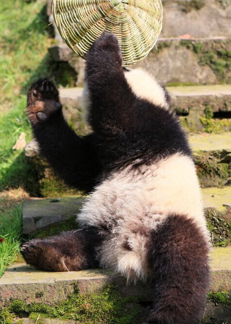 [视频]熊猫宝宝变身功夫熊猫 这个COS给满分不怕你骄傲！