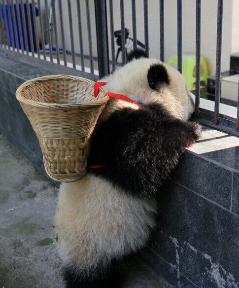 [视频]熊猫宝宝变身功夫熊猫 这个COS给满分不怕你骄傲！