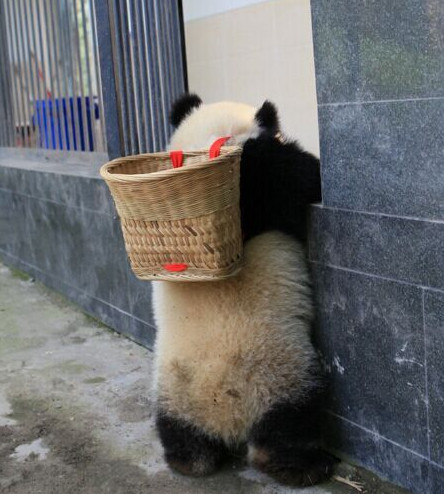 [视频]熊猫宝宝变身功夫熊猫 这个COS给满分不怕你骄傲！