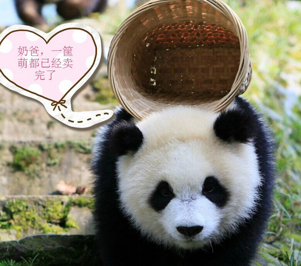 [视频]熊猫宝宝变身功夫熊猫 这个COS给满分不怕你骄傲！