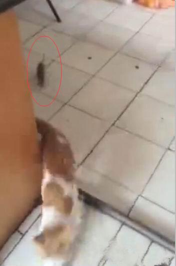 [视频]成都：小猫被老鼠追着跑 网友大呼“猫界耻辱”