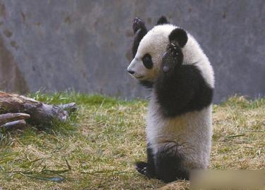 [视频]网传赠台大熊猫死亡？台动物园：谣言！团团好好的