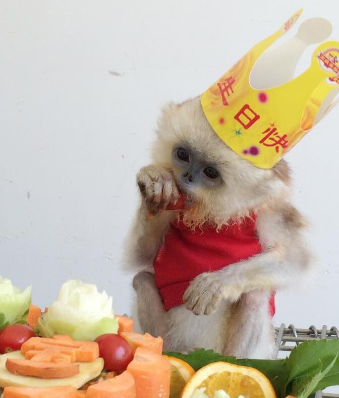 [视频]周岁啦！大连森林动物园为首次人工繁育金丝猴庆生