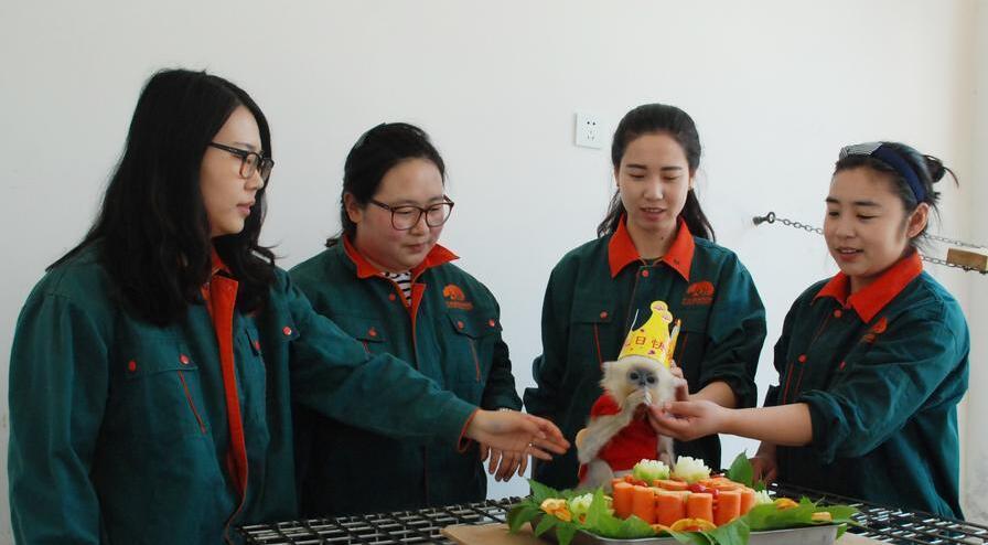 [视频]周岁啦！大连森林动物园为首次人工繁育金丝猴庆生