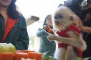[视频]周岁啦！大连森林动物园为首次人工繁育金丝猴庆生