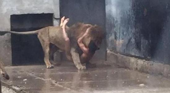 [视频]智利男子闯入狮笼欲自杀 饲养员为救人连杀两兽