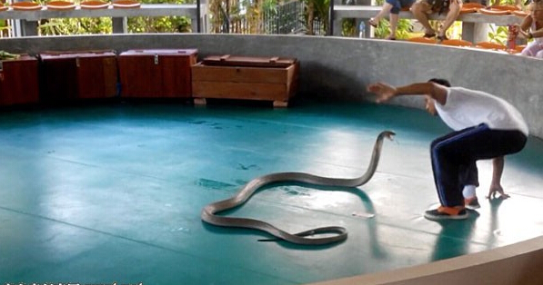 [视频]普吉岛看表演 眼镜蛇突然窜入观众席