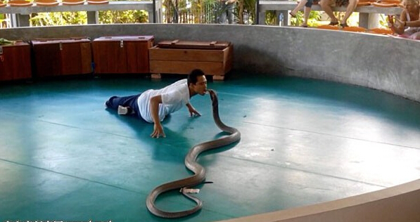 [视频]普吉岛看表演 眼镜蛇突然窜入观众席