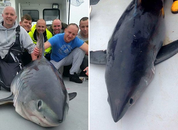 [视频]出海钓鱼竟意外收获大家伙——重达400斤鼠鲨