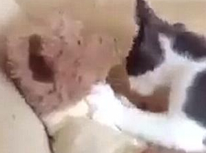 [视频]画面有点污！“霸道”猫咪强吻泰迪熊走红网络