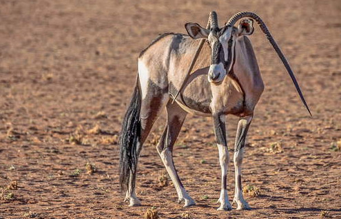 [视频]羚羊双角向下倒着长：像是扎俩牛角辫