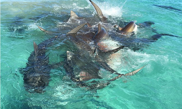 [视频]血腥惊人！澳大利亚70头虎鲨群聚抢食座头鲸
